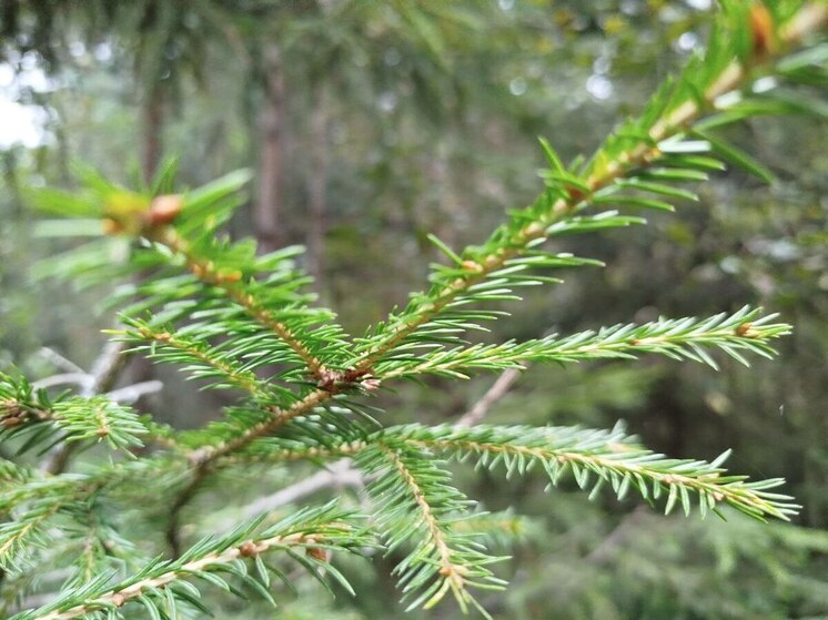 За незаконную вырубку живой ели северяне рискуют попасть за решетку