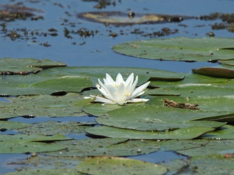 Три особо охраняемые природные территории Курской области поставлены на кадастровый учёт