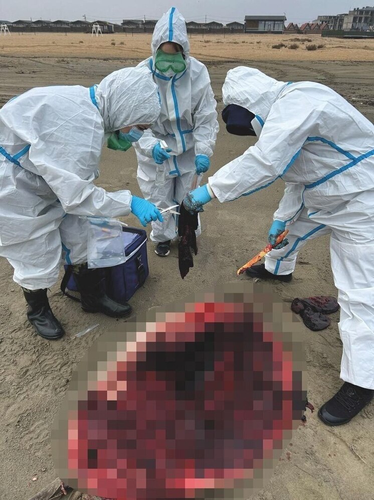 Биоматериал тюленей, погибших в Дагестане, исследуют в Новосибирске