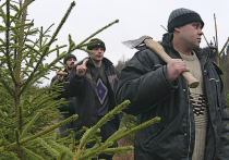 Под Новый год в Московской области, а также других регионах страны традиционная забава: народ незаконно рубит елки, чтобы наряжать их на праздник