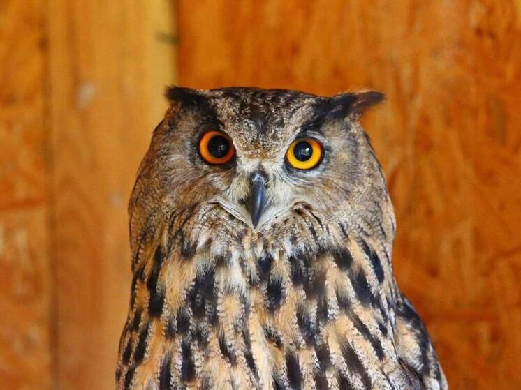 Новгородский соколиный двор посетили более 2700 гостей в день открытых дверей