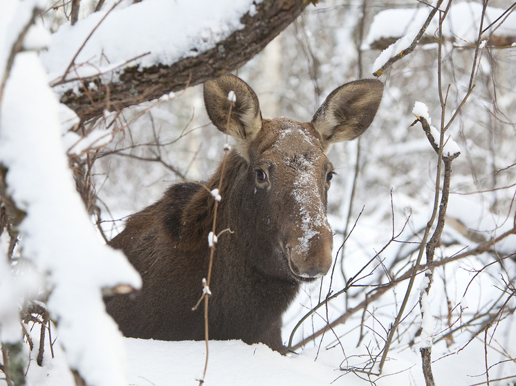 Масштабное исследование, проведенное учеными Череповецкого государственного университета, позволило установить, что организмы диких животных за прошедшие сто лет претерпели значительные изменения. Выводы сделаны на основе сравнительного анализа шерсти животных, отловленных на территории современной Вологодской области в начале прошлого века и в наши дни.
