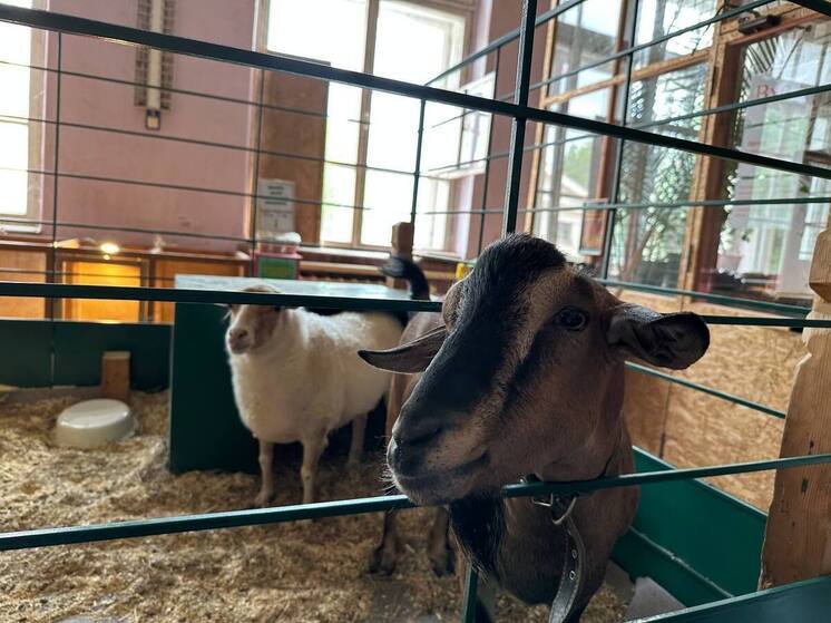 Барька, хряк: в НовГУ рассказали о почитании крестьянами домашнего скота