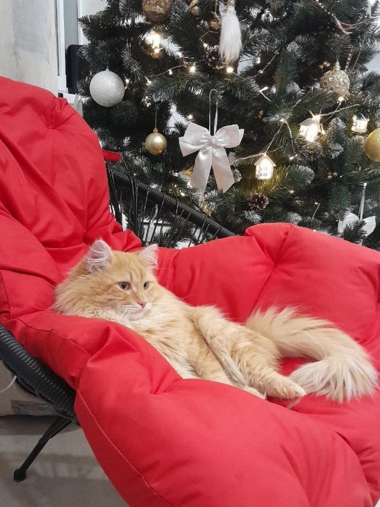 Калужане могут попробовать себя в роли кошачьих нянь