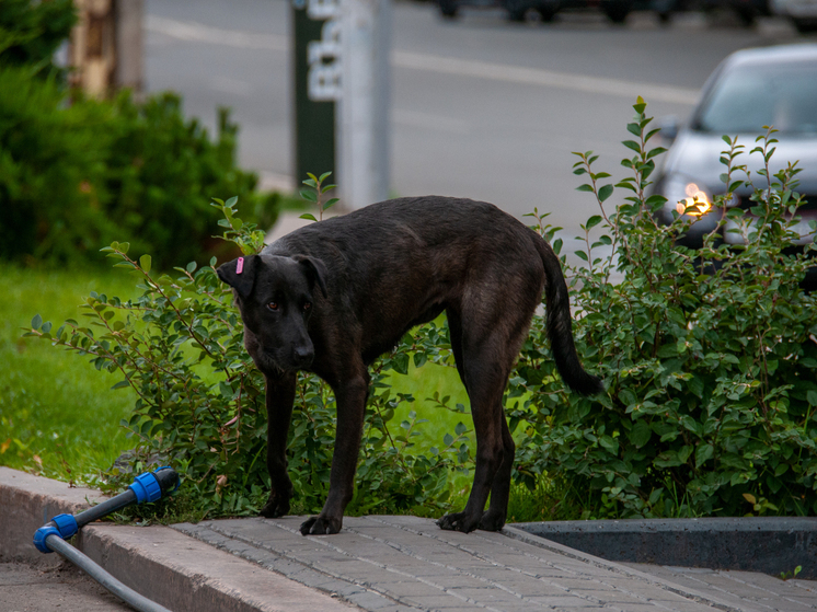 В Индии бездомные собаки спасли брошенного матерью младенца