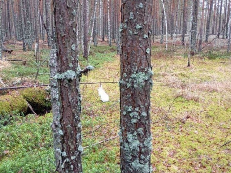 Пасмурно и +1°C прогнозируют в Нижнем Новгороде 4 декабря