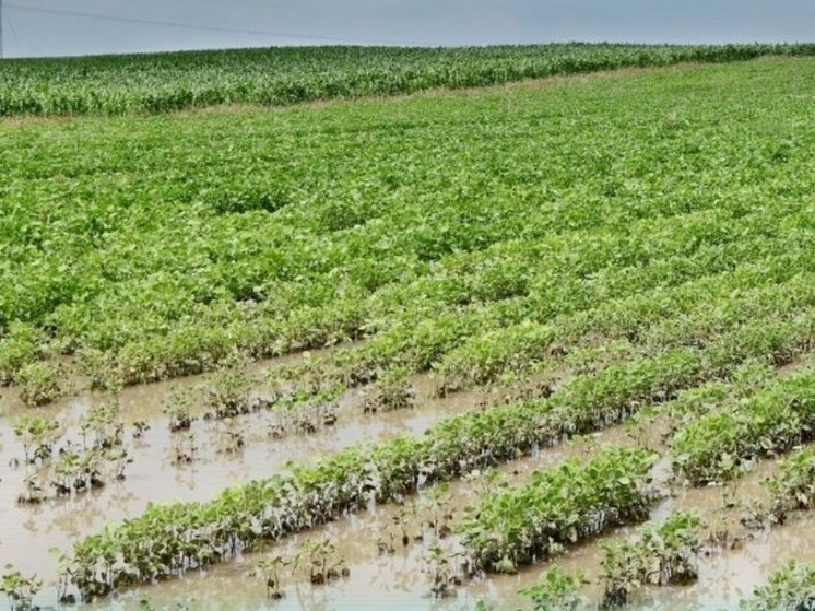 Озимый рапс с трудом переживет суровую зиму в Калининграде