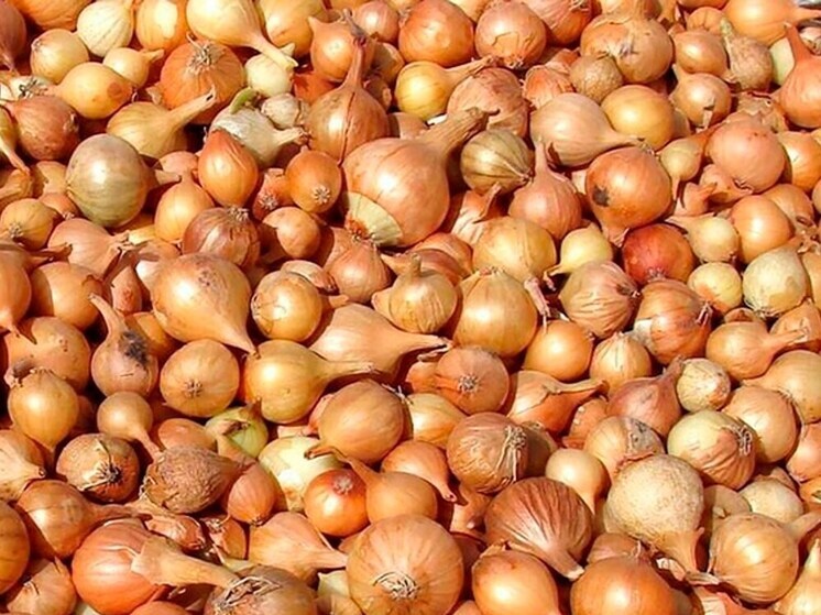 Лук-севок из Чувашии завоевывает международный рынок