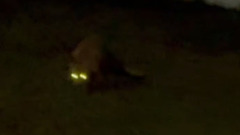 Элистинцы замечают в городе дикую лису 