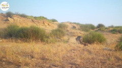 В объективе калмыцкого заповедника – Лопушок