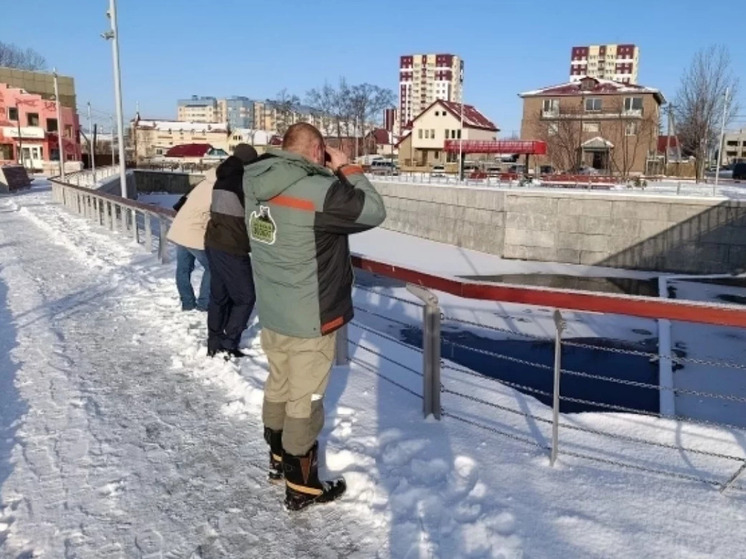 Сахалинцев волнует судьба утки, оставшейся зимовать на городском водоёме