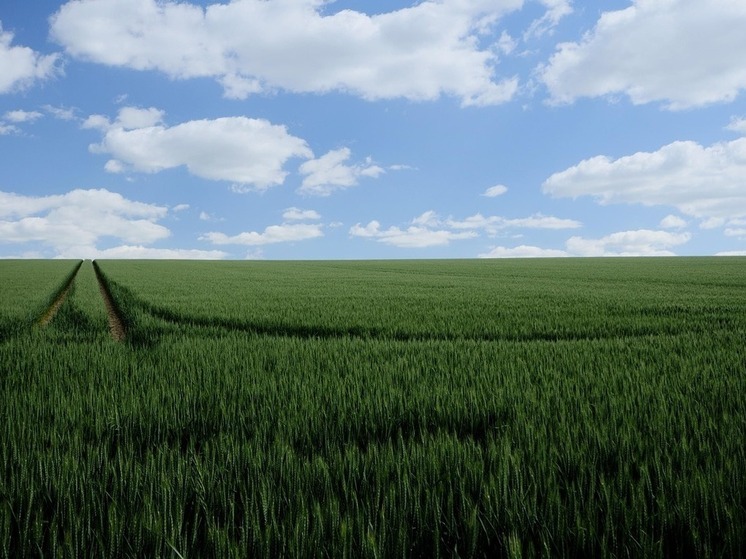 Бесплатная земля, аптеки и теплицы: как «Дальневосточный гектар» меняет Хабаровский край