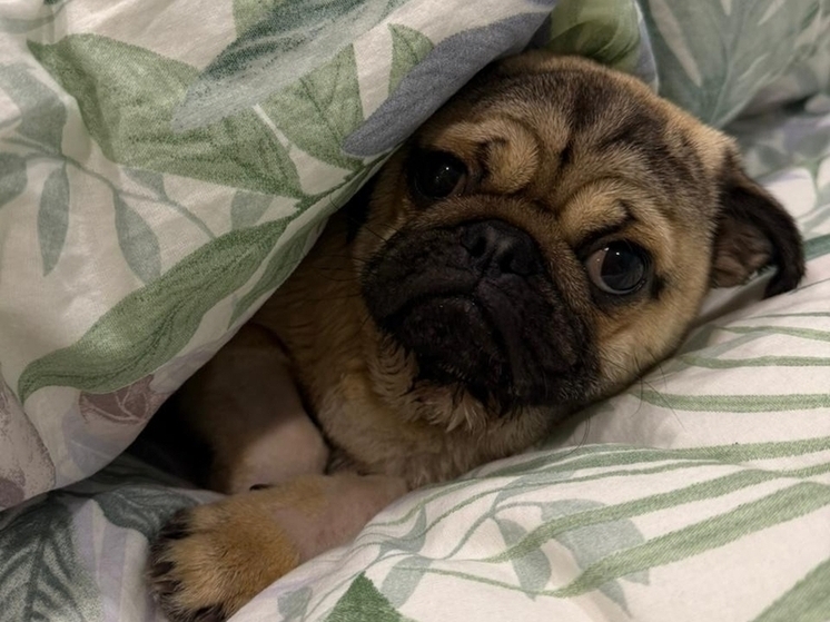 В Курске ветеринары спасли мопса, которого принесли на усыпление