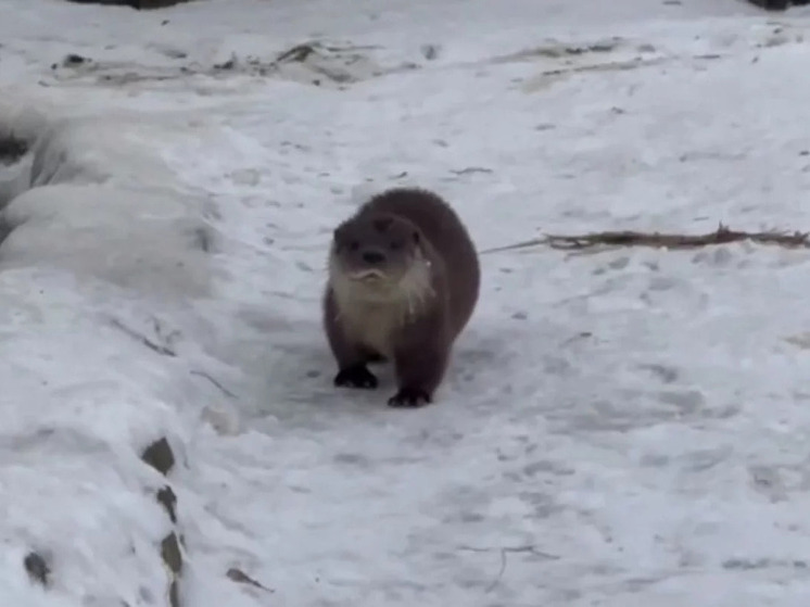 Новосибирский зоопарк пополнился пятью малышами речных выдр