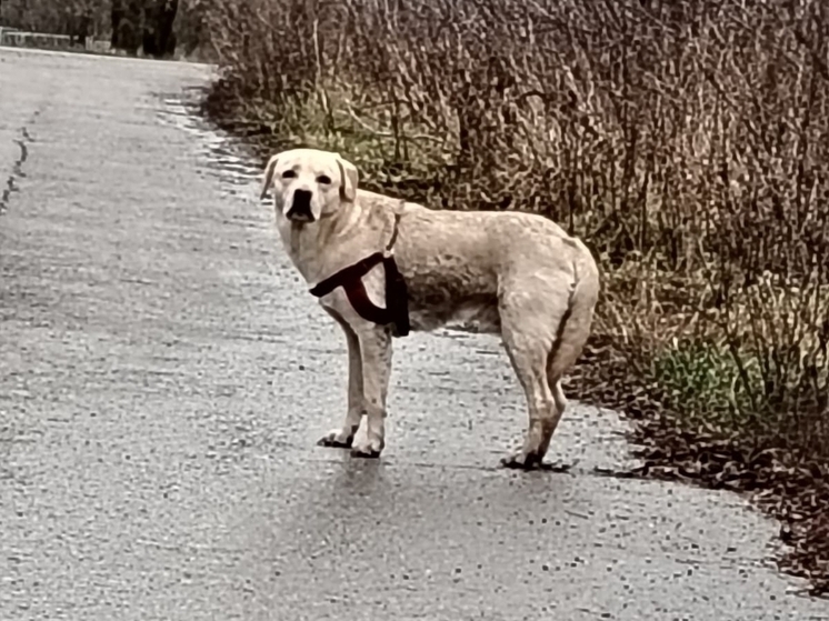 В Курске приют для животных оказался на грани из-за потока подброшенных питомцев
