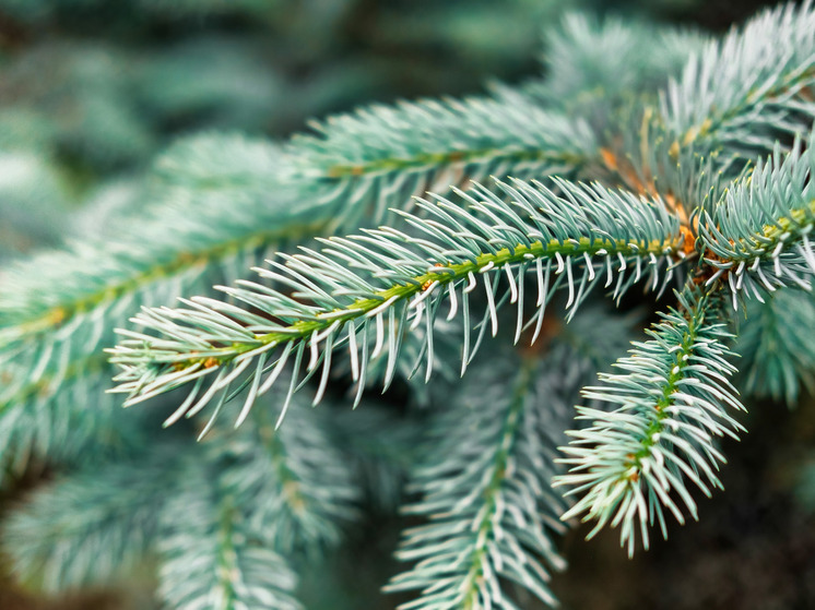 Около 20 ёлочных базаров откроются в Томске к Новому году