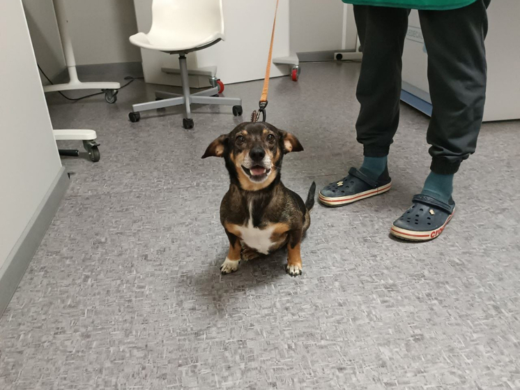 Парализованному псу из Ростовской области нужна дорогостоящая операция на коленные чашечки