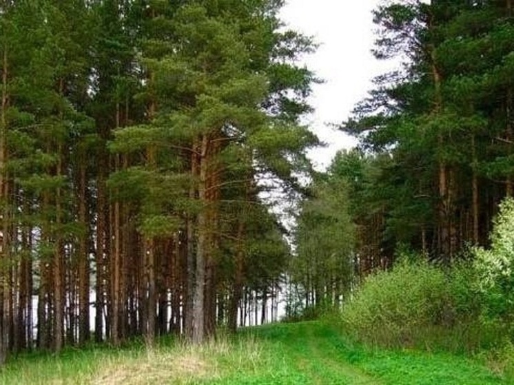 Прокуратура выявила нарушения в земельных сделках Минприроды Алтая