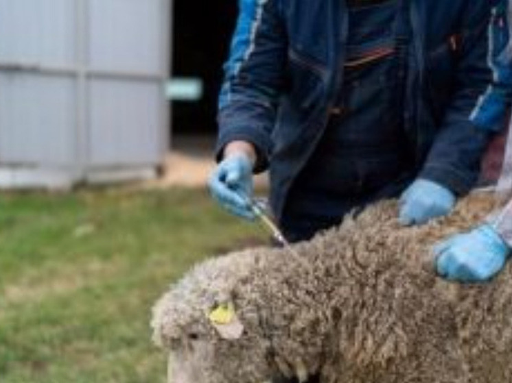 Суд обязал жителя Курской области привить своих овец от бешенства