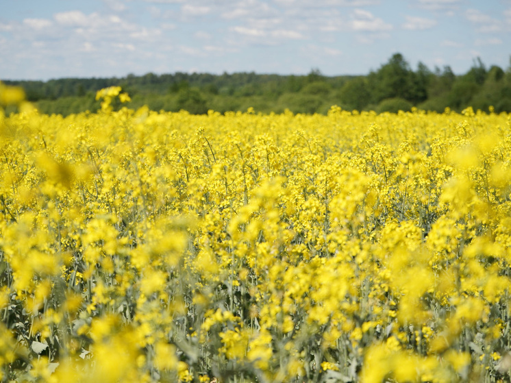 Аграрии Ивановской области удвоили урожай масличных культур