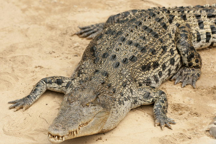 Беспечного пловца в реке насмерть растерзал агрессивный крокодил