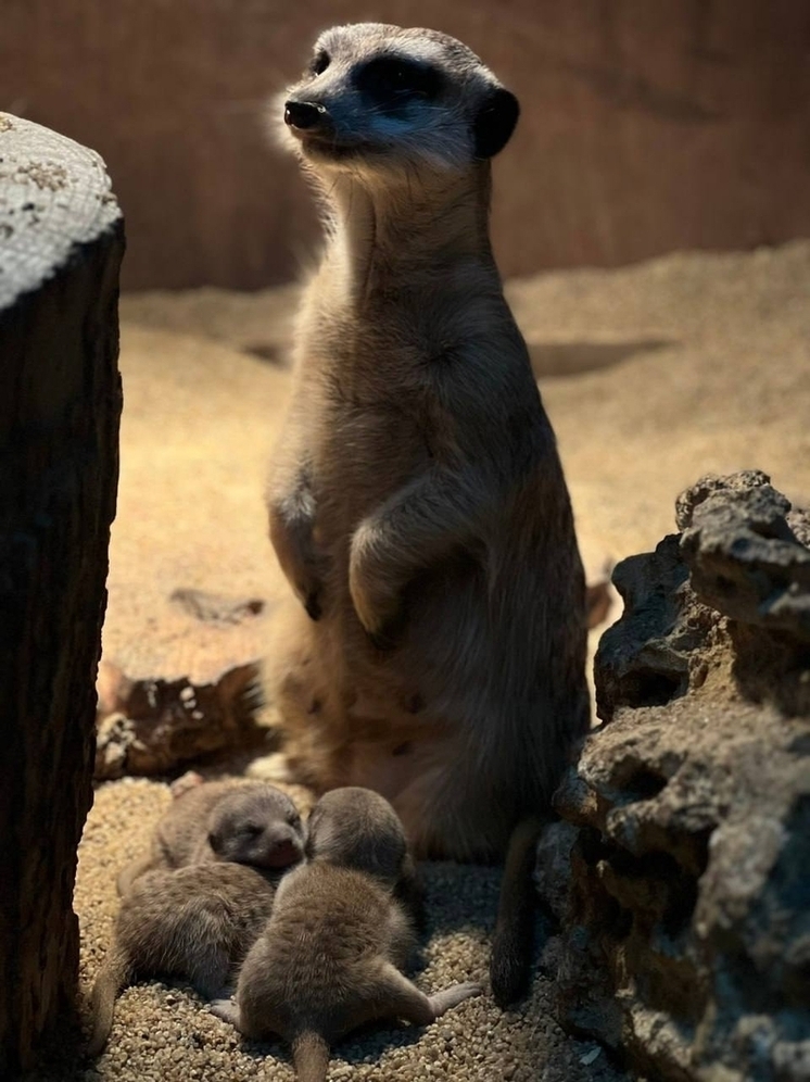 Во Владимирском экзотариуме - настоящий бэби-бум