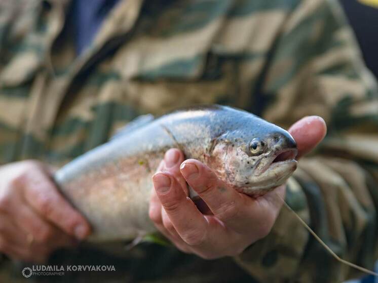 Названа самая дешевая красная рыба для новогоднего застолья