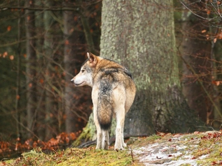 В Карелии напомнили о необходимости сдачи экзамена для получения разрешения на охоту