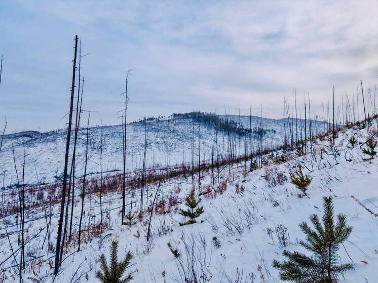 В Бурятии лесники рассказали о санитарной очистке лесов зимой