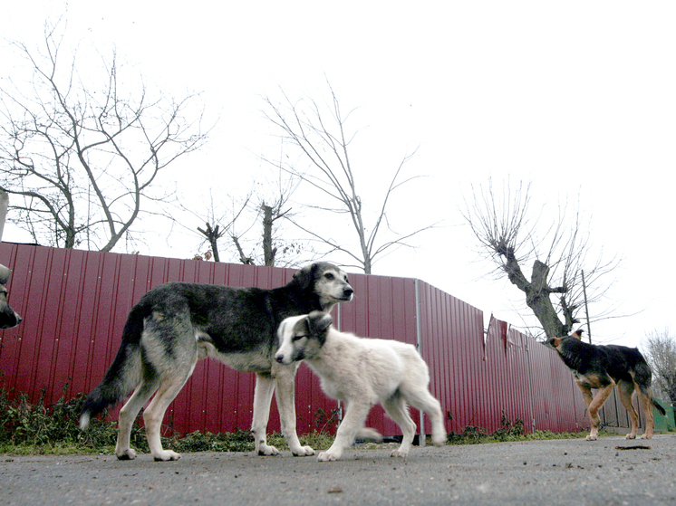 В Туве могут ввести экстраординарную ситуацию из-за бездомных собак