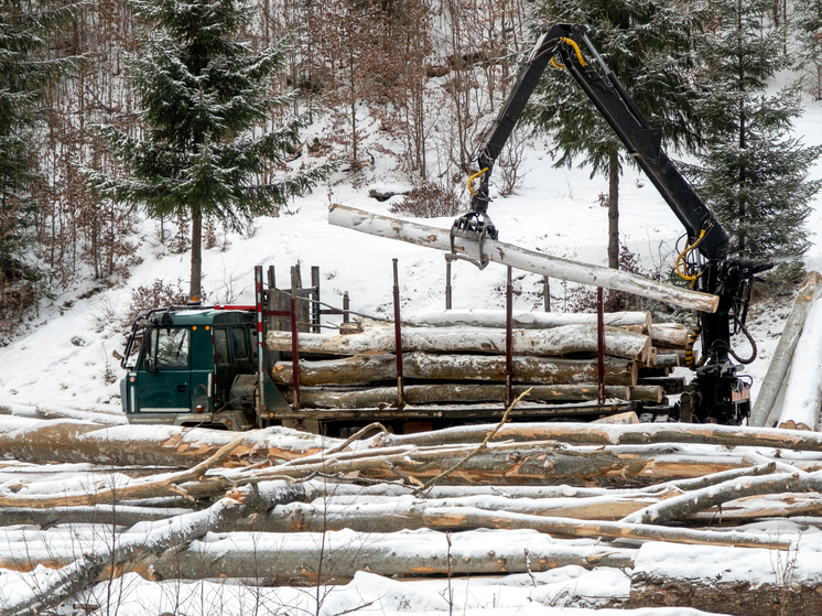 В Кузнецком лесничестве выявлена незаконная рубка деревьев на 1 миллион рублей