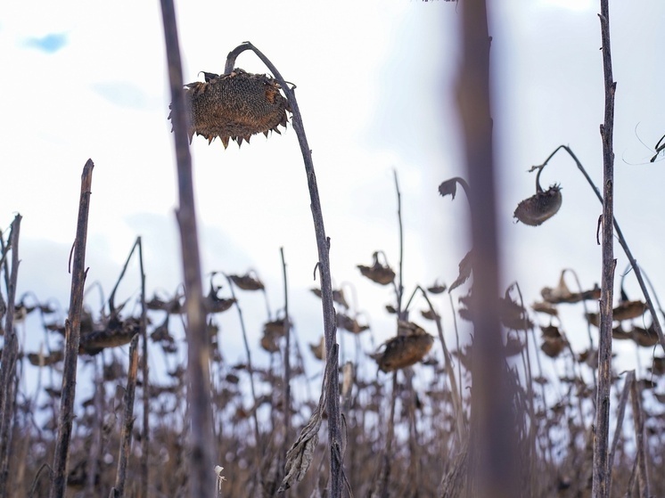 Суд оштрафовал тульского землевладельца за заброшенные сельхозугодья