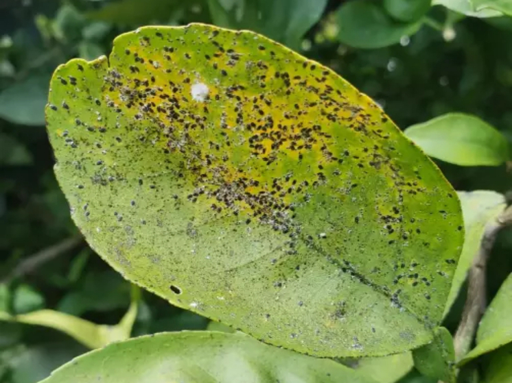 В Ростове сняли карантин по вредоносной калифорнийской щитовке