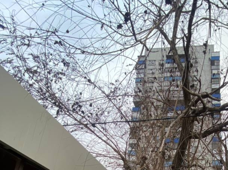 В Ростове на Западном сухое дерево грозит порвать электропровода