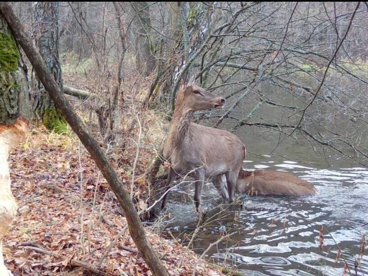 Фотоловушка в серпуховском Приокско-Террасном заповеднике поймала необычных «нарушителей» границ