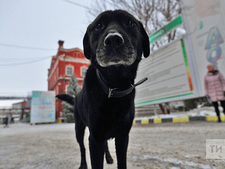 Задержали депутата местного совета в Татарстане после нападения собак на девочку