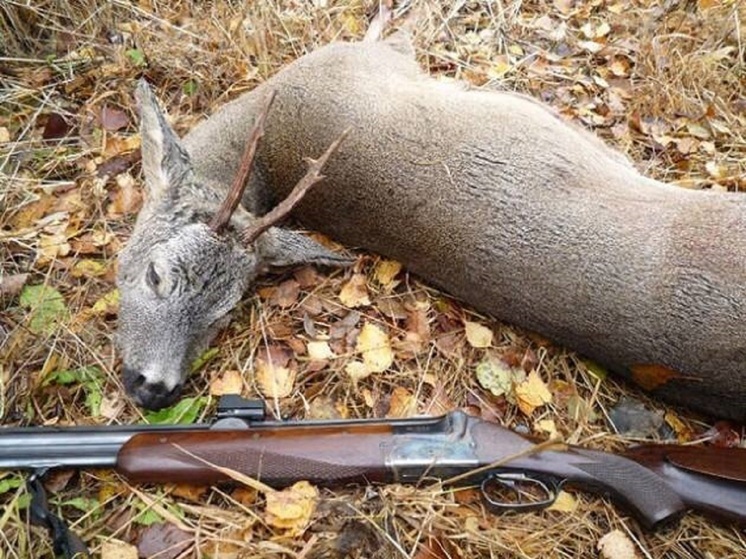 Жителя Алтая осудили за нелегальный отстрел двух косуль