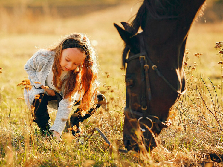 СК России отреагировал на инцидент с лошадью в Липецке