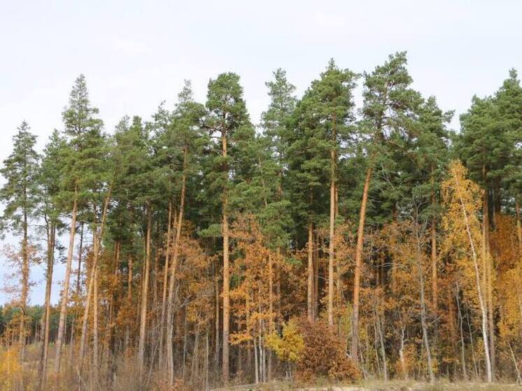 В Пензенской области лесное хозяйство оснастили 18 беспилотниками