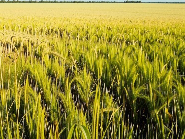 В Дагестане собрали урожай кукурузы на зерно