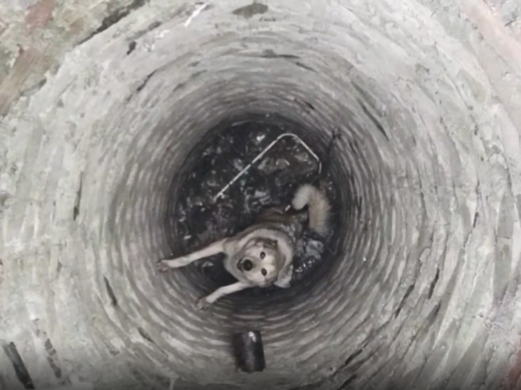 Ждал пять дней. В Барнауле спасатели вытащили из колодца собаку