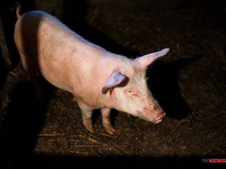 Карантинные ограничения в Рудничном районе Кемерова отменили