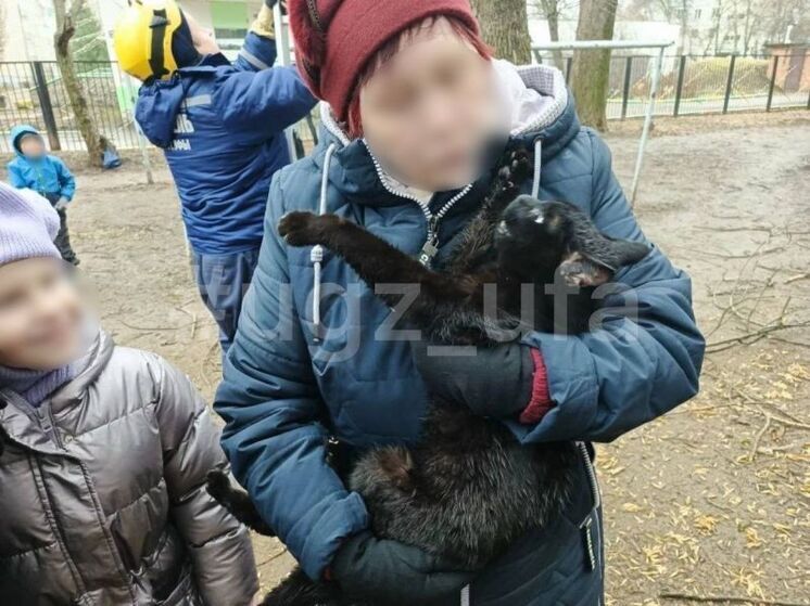 Уфимские спасатели сняли с дерева кота, просидевшего там трое суток