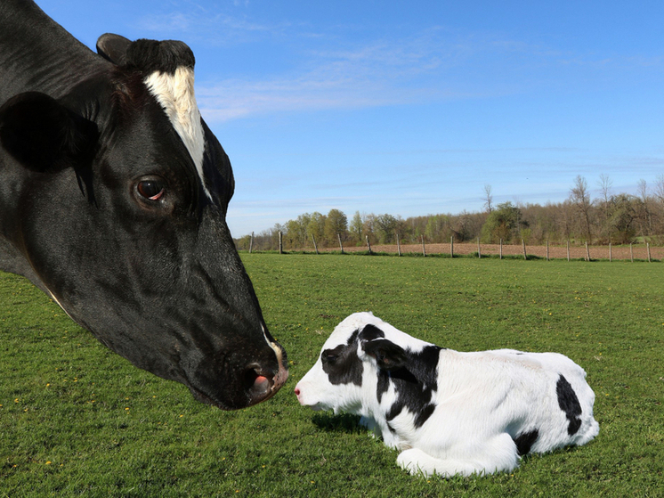 Кировская область получит деньги на развитие геномной селекции в животноводстве