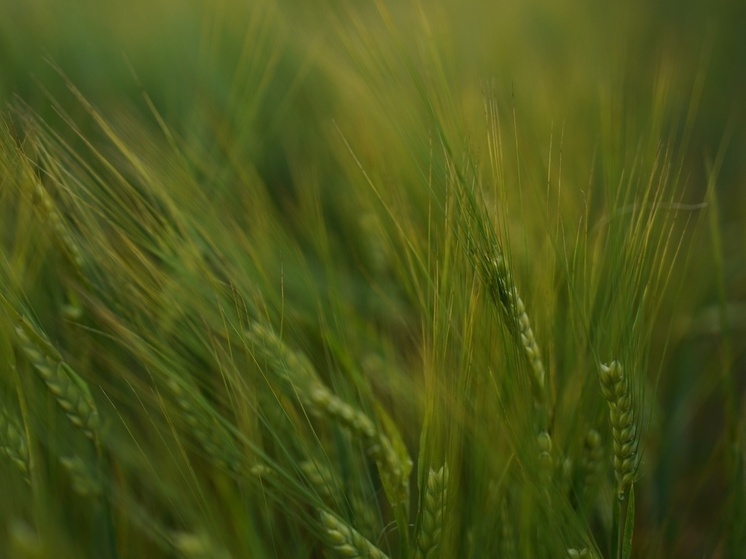 У тульского ПССЖОСПК «Доверие» выявили нарушения при декларировании пшеницы