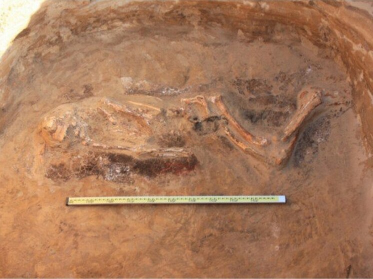 В воронежской деревне нашли захоронения, сделанные в III-тысячном году до н.э