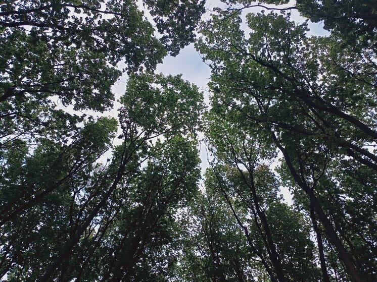Самарский облсуд защитил охранную зону памятника природы «Древостой дуба»