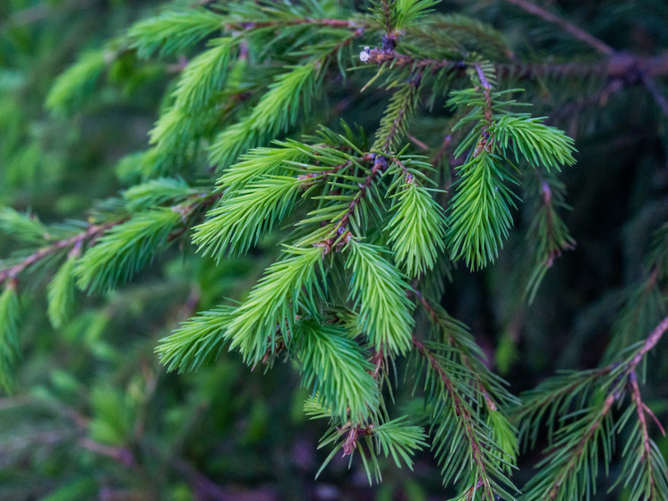 В Катав-Ивановском районе незаконно срубили хвойные деревья