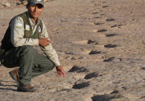 В высокогорном национальном парке Тороторо в Боливии обнаружена настоящая «каменная летопись» мелового периода: палеонтологи зафиксировали рекордные 18 тысяч индивидуальных следов динозавров на одной площадке