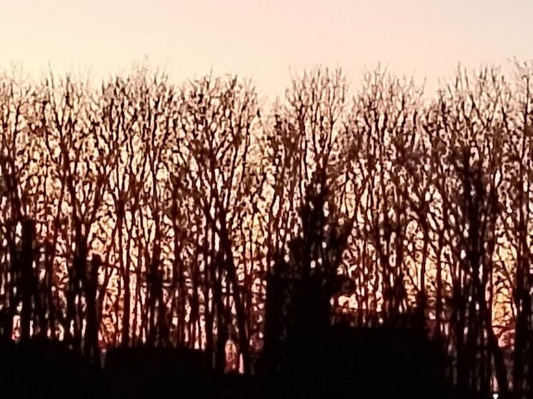 Туман с утра, ветер с юга и до +4 градусов будет в Ленобласти 5 декабря